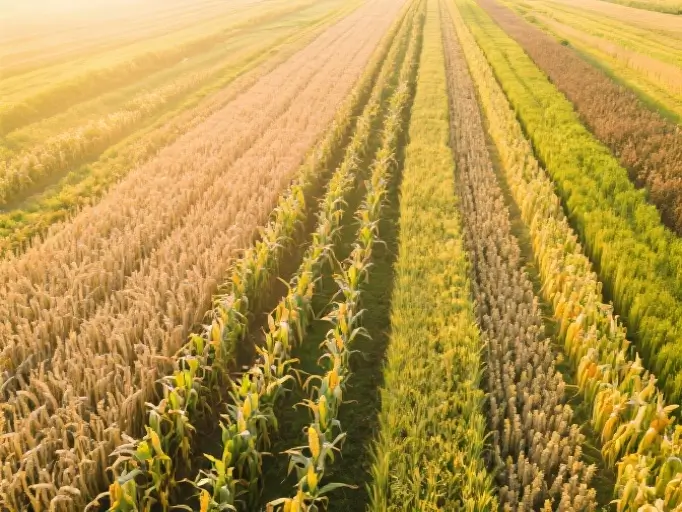 粮食作物解决方案
